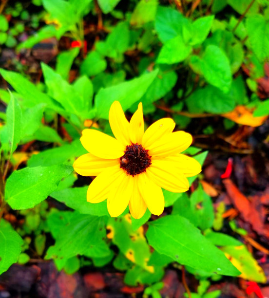 菊花盛开图片下载