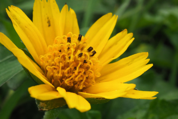金盏花花开花素材图片