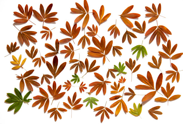 油画插图设置干压新鲜收集千岛茶叶在形式上的鸟脚，孤立与阴影。照片处理图片下载