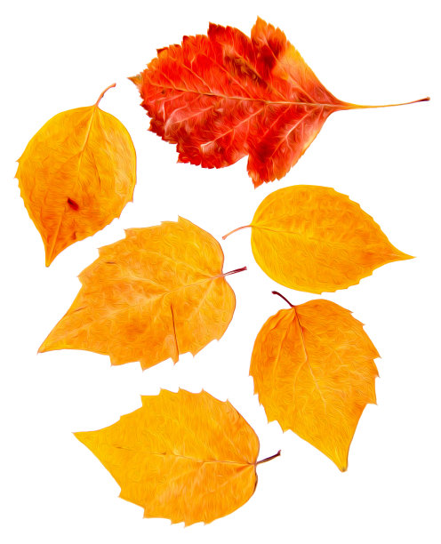 油画插图设置干压散白杨和桦树秋叶，孤立与阴影。照片处理图片下载