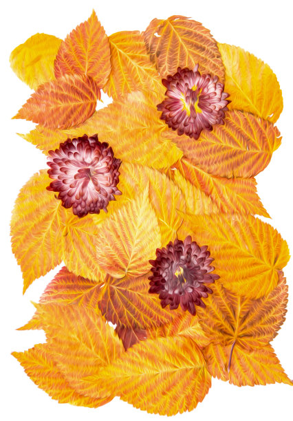 油画插图设置干压分散覆盆子叶，菊花红葡萄酒花，孤立与阴影。照片处理图片下载
