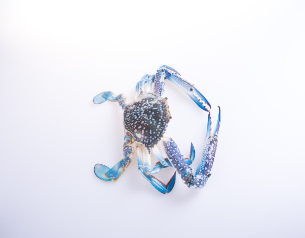 食物的背景。图片下载