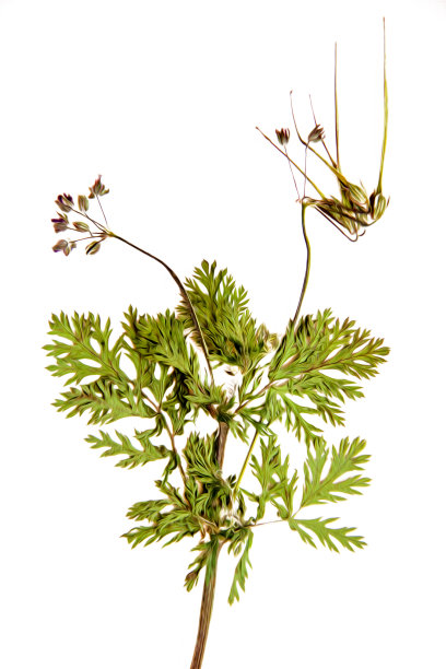 油画插图设置干压分散的绿色杂草草叶子，孤立与阴影。照片处理图片下载