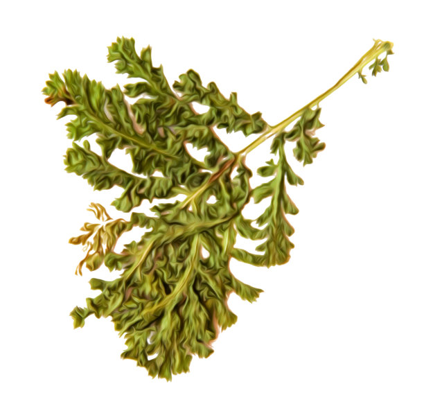 油画插图设置干压分散的绿色蕨叶，孤立与阴影。照片处理图片下载