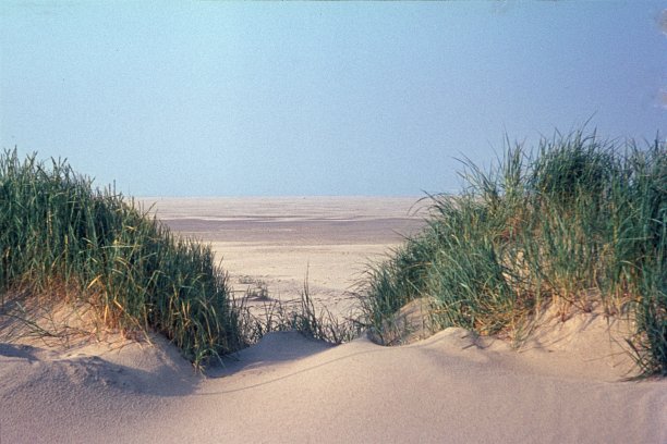 海边沙丘图片下载