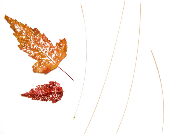 油画插图的设定干压分散骨架叶片的红小檗，枫树，杨树树枝，孤立与阴影。照片处理图片下载