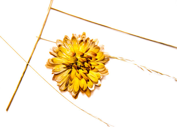油画插图设置干压散菊花黄花，小麦芽网孤立与阴影。照片处理图片下载