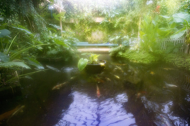 潮湿和鲜花盛开的热带温室图片下载