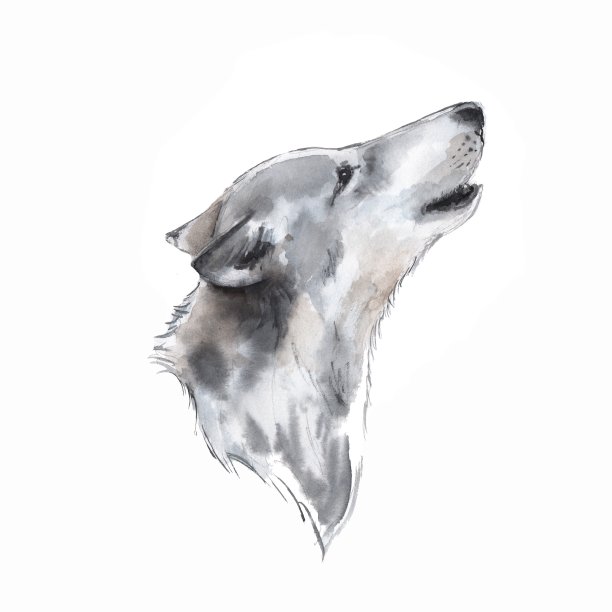 狼。水彩插图图片下载