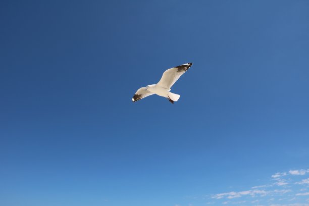 西澳大利亚印度洋上空的新紫头藻图片下载