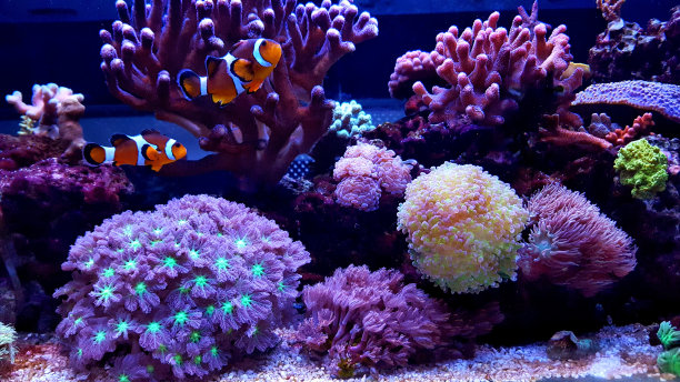海水水族箱礁石缸中的小丑鱼素材图片