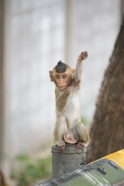 可爱的猴子图片下载