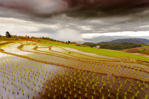 泰国清迈美湛Pa Pong Pieng梯田上的稻田图片下载