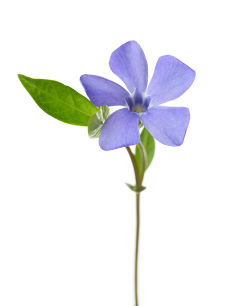 在白色背景上孤立的长春花图片下载