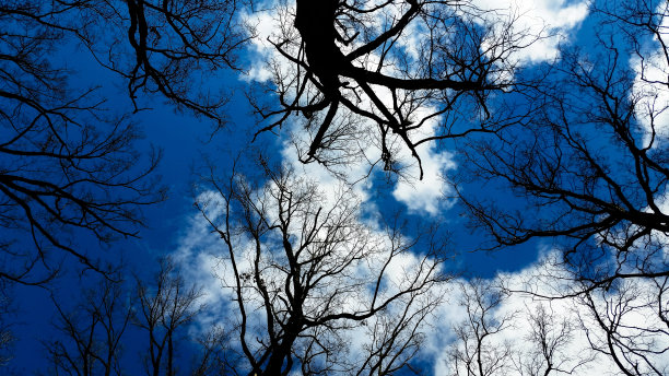 用果壳做的玩具船图片下载