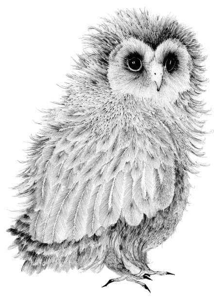 小猫头鹰图片下载