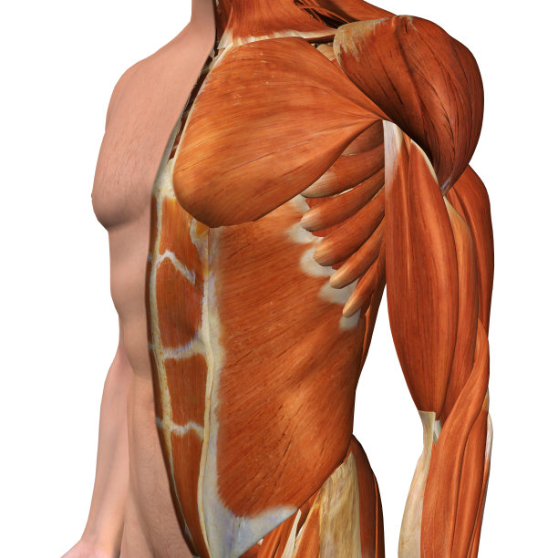 男性胸部肌肉在白色素材图片