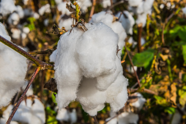 开花植物上的大棉花芽图片下载