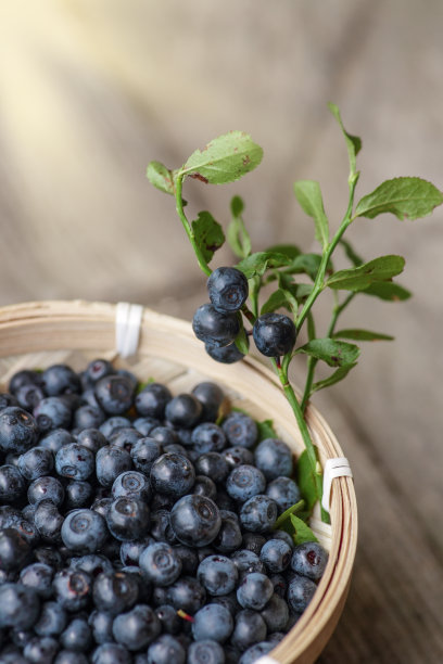 特写蓝莓在一个木碗与树枝在木桌子上图片下载