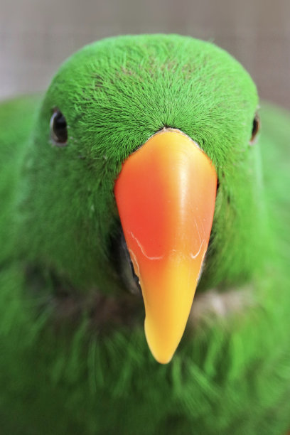 长尾小鹦鹉图片下载