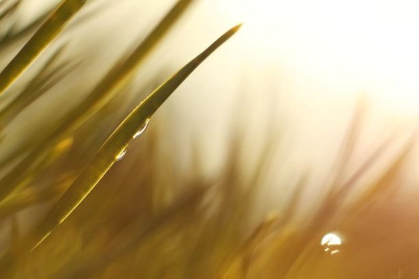 露水模糊了照片背景图片下载