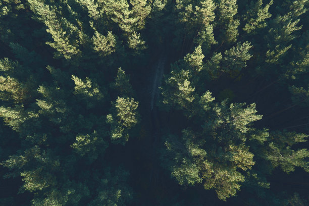 美丽的松树林的顶端全景照片。俯视图图片下载