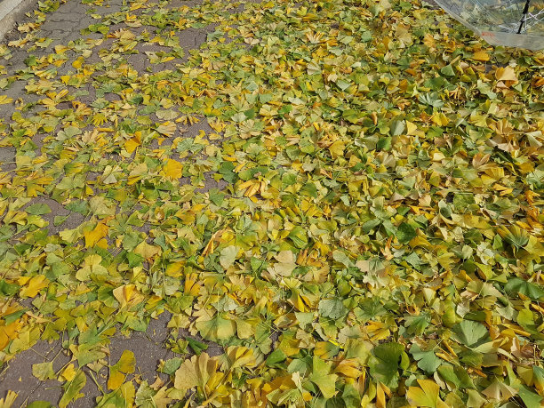 秋天,落叶图片下载