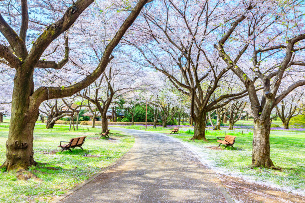 浪漫樱花图片素材ID：312812568
