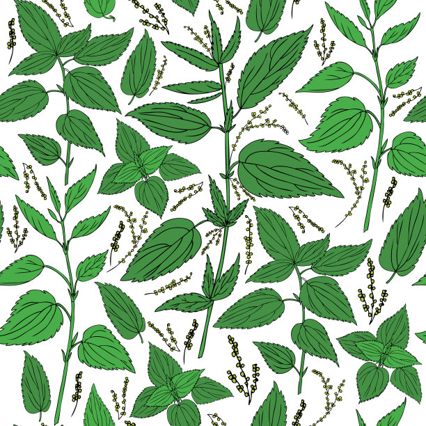 无缝花图案，荨麻野花孤立在白色背景，手绘素描矢量涂鸦，彩色插图荨麻dioica设计包装茶，化妆品，天然药物图片下载