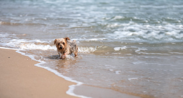 向着大海的狗图片下载
