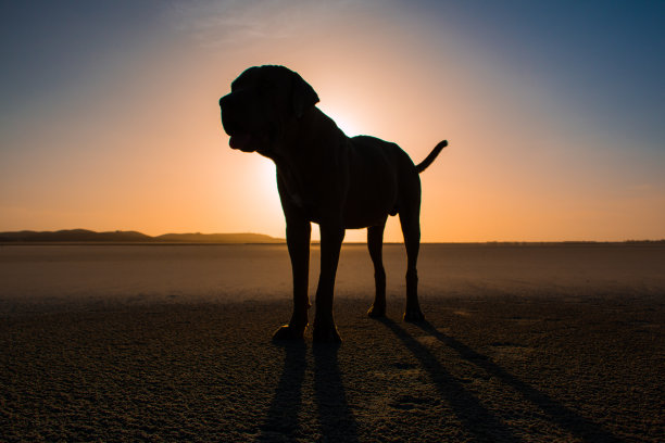 日落时分的那不勒斯獒犬图片下载