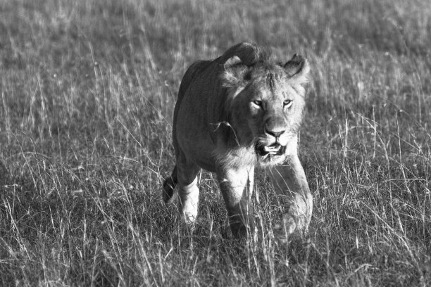 肯尼亚的马赛狮图片下载