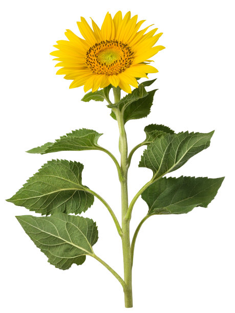 向日葵花图片素材ID：312822534