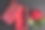 空的红色礼品盒与红玫瑰在黑色的背景。情人节的概念。图片下载