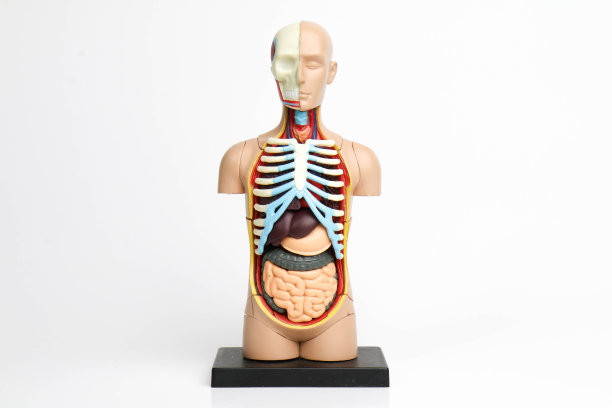 人体解剖图图片下载