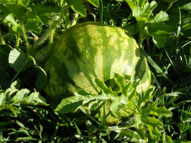 在安大略花园里种植西瓜图片下载