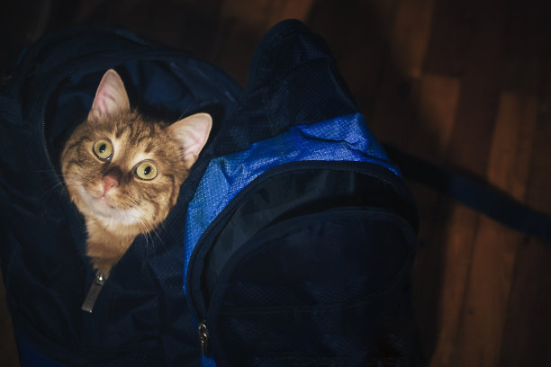 姜的猫图片下载