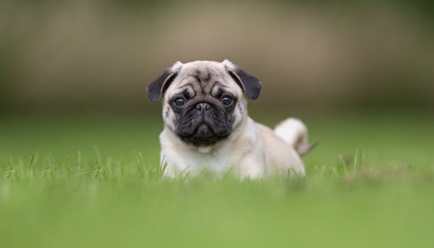 拖把，但素材图片