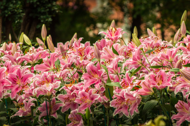 百合，花园里美丽的百合图片下载