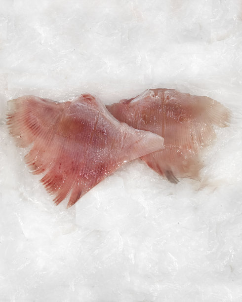 Kalcan生鱼片。图片下载