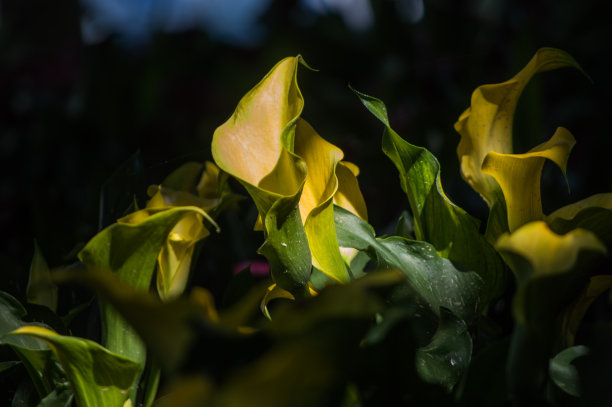 花园里的黄色马蹄莲图片下载