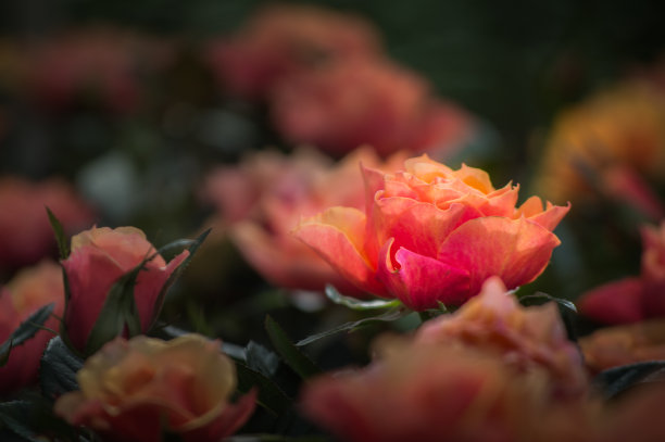 玫瑰，花园里美丽的玫瑰。图片下载