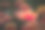 玫瑰，花园里美丽的玫瑰。图片下载