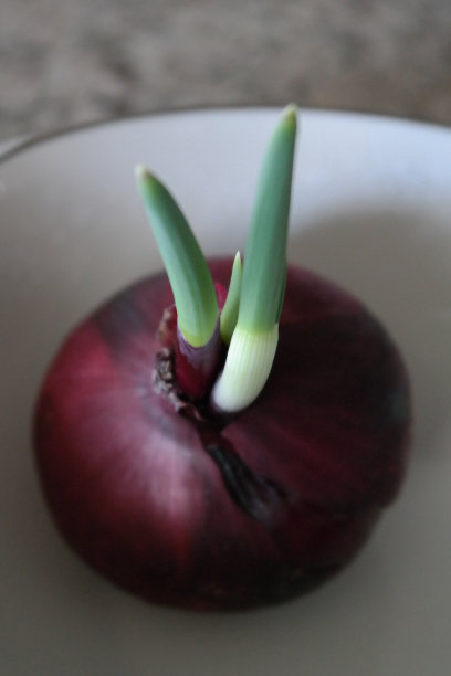 概念-红洋葱图片下载