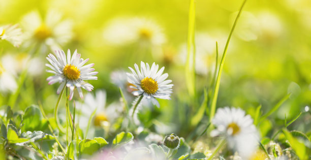 微距拍摄的雏菊花图片下载