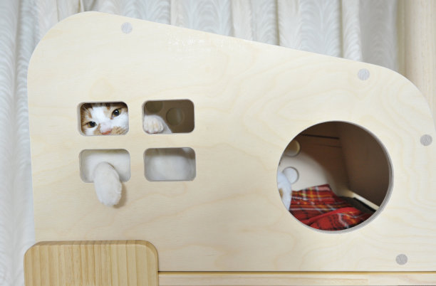 一只宠物猫图片下载