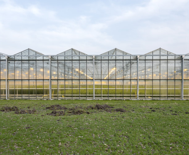 荷兰阿尔米尔附近亮着灯的荷兰温室图片下载