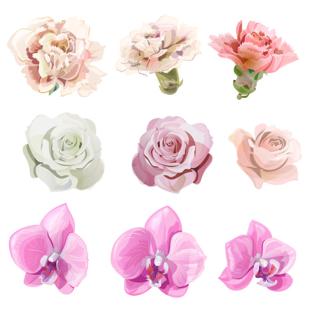 一套粉红色，红色，粉彩花和花蕾;玫瑰，康乃馨，蝴蝶兰白色背景，数字绘制逼真的插画在水彩风格，收集设计，向量图片下载