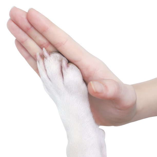 一位妇女正在给一只狗的爪子举高。爱，友谊，人和狗之间的团队合作。孤立在白色背景上。图片下载