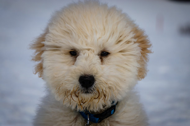 在一个阳光明媚的日子里，一个非常可爱的金色宝宝对着镜头好奇地看着。图片下载